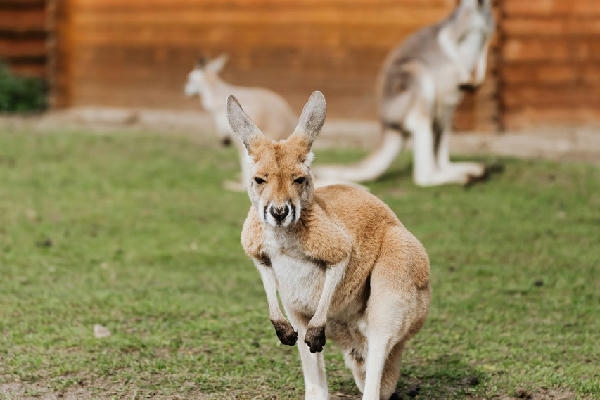 An example of a generated kangaroo-focused placeholder image